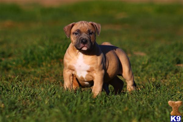 American Pit Bull Puppies